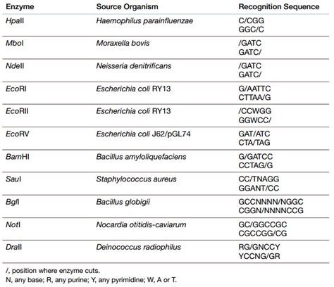 types-of-restriction-enzyme-youtube-mp4 - Study Solutions