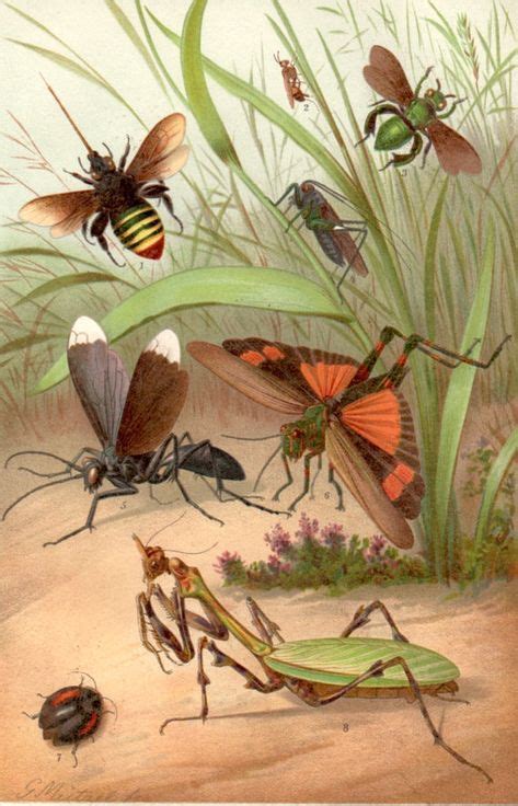 1898 Insects Illustration, Antique Print, Vintage Lithograph, Bugs, Bee ...