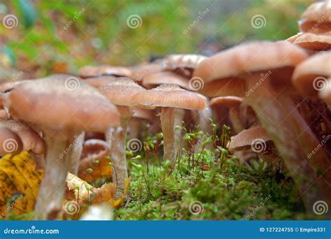 Armillaria mellea mushroom stock image. Image of armillaria - 127224755