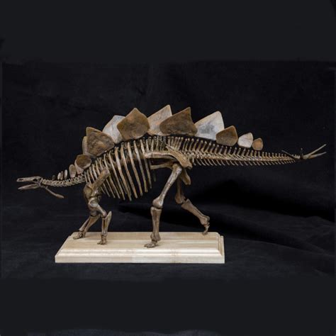 1/20 Stegosaurus Skeleton Model – Lana Time Shop