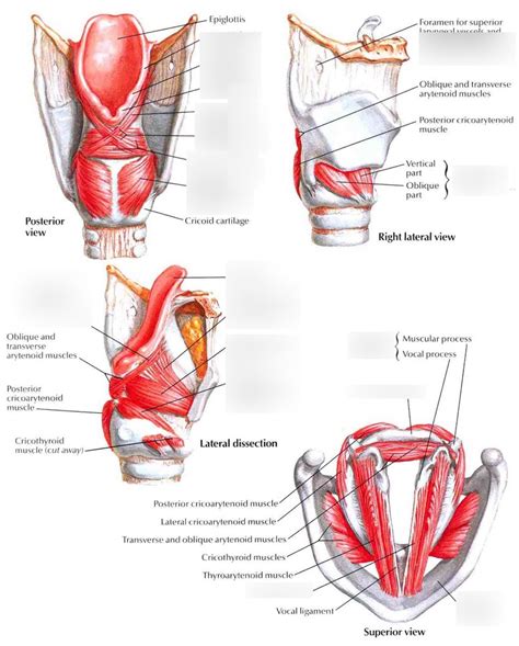 Larynx intrinsic muscles Diagram | Quizlet