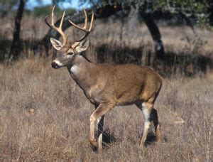 5 Difference Between Stag and Buck Deer with Comparison Table - Core ...