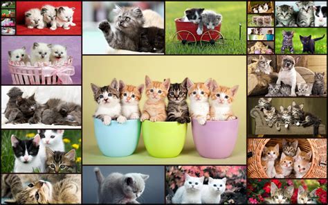 Cute Cat Puzzles for Kids - Free Trial Edition - Fun and Educational ...