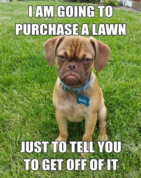 The 10 Best Memes of 'Grumpy Dog'