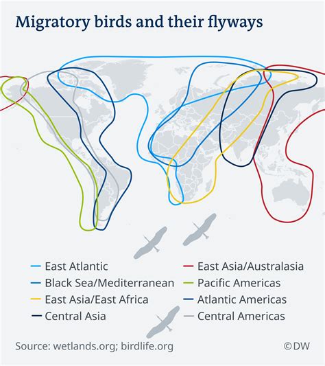 The science of migratory birds | Science| In-depth reporting on science ...