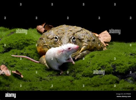 African bull frog eating a mouse as its prey Stock Photo - Alamy