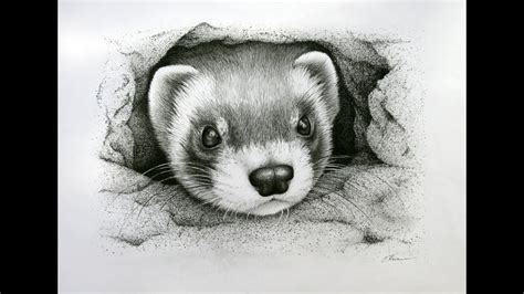 Ferret Drawing at PaintingValley.com | Explore collection of Ferret Drawing