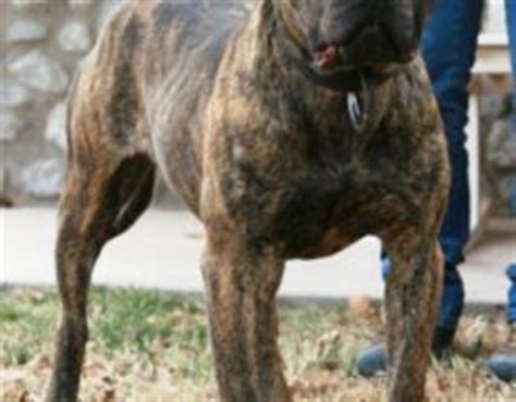 American Bandogge Mastiff ( Bulldog Mastiff Cross) Info, Temperament ...