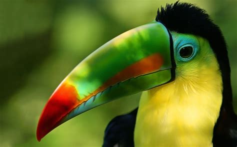 Toucan Wallpapers - Wallpaper Cave