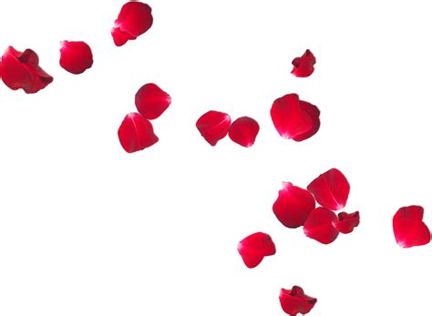 Free photo: Rose petals - Beautiful, Pedal, Valentine - Free Download ...