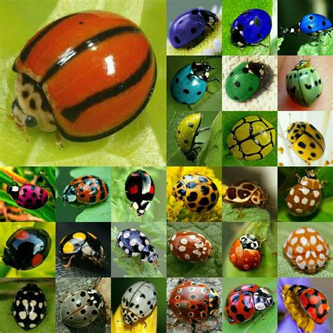 Ladybug colors | Ladybird, Ladybug, Bugs and insects