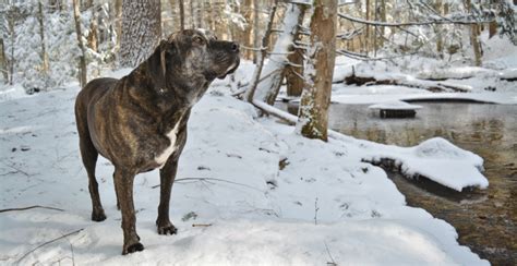 Plott Hound Breed Guide (Lifespan, Size & Characteristics)