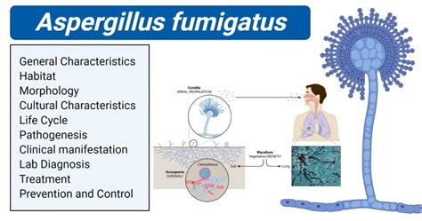 Aspergillus fumigatus- An Overview