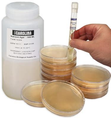 Nutrient Agar, Prepared Media Plates 100 x 15 mm, Pack 10 | Carolina ...