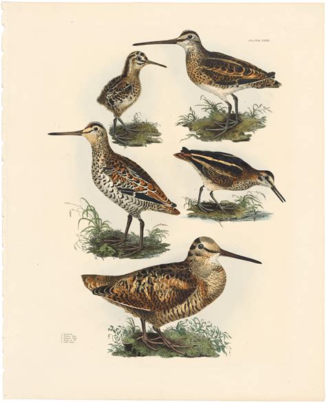 Selby Vol 2, Pl. 23, Woodcock, Solitary Snipe, Common Snipe, Jack Snipe ...