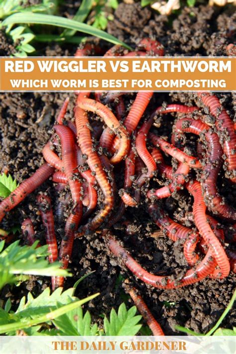 What Kind Of Earthworms Eat Plants - The Earth Images Revimage.Org