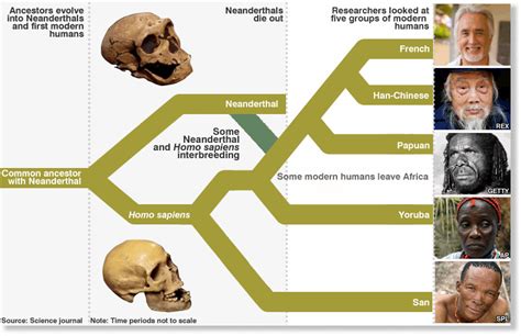 Neanderthal Genes "Survive in Us" — Science & Technology — Sott.net