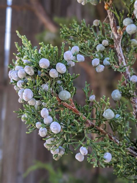 Cupressaceae: The Cypress Family - Floral Prisms