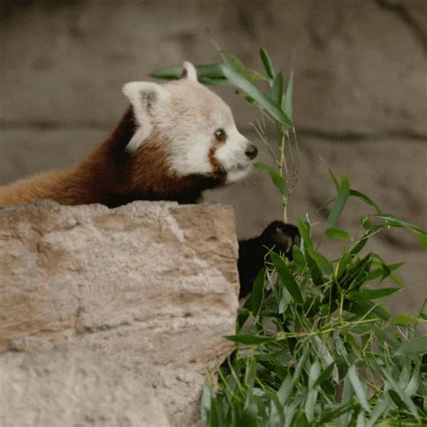 GIF by San Diego Zoo Wildlife Alliance - Find & Share on GIPHY