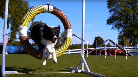 Dogs Doing Tricks In Super Slow Motion 4K