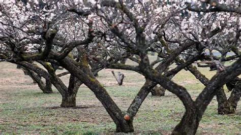 Japanese Plum Tree Care & Propagation Guide - RayaGarden