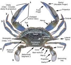 Invertebrate Diversity: Ghost Crab! by Sarah Hurtado