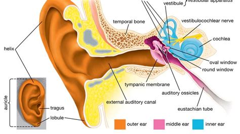 otic capsule | anatomy | Britannica