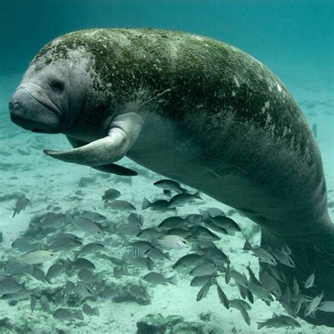 Florida Manatee - Marine Mammal Commission