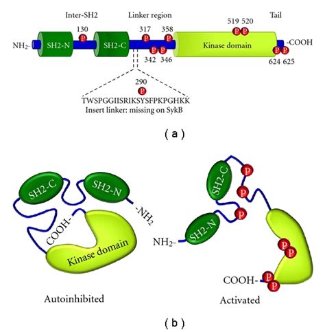 Structure of protein tyrosine kinase Syk: (a) a schematic diagram of ...