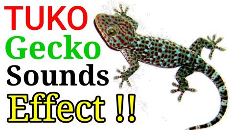 TUKO [ GECKO ] LIZARD SOUNDS EFFECT . Best Chirping Gecko sounds effect ...