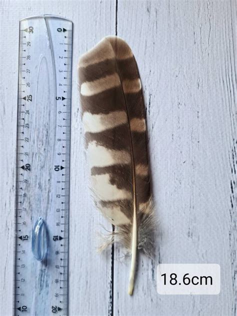 Barred Owl rare naturally moulted feather for Natural history | Etsy