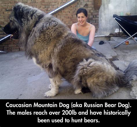 Gigantic Russian Bear Dog - Barnorama