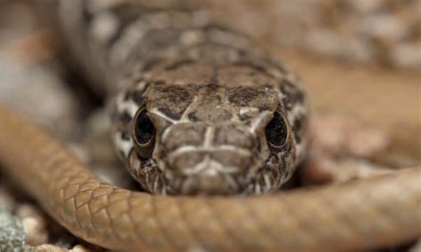 Coachwhip Snake - A-Z Animals