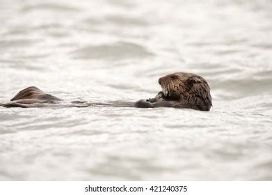 224 Sea Otter Eating A Clam Images, Stock Photos & Vectors | Shutterstock