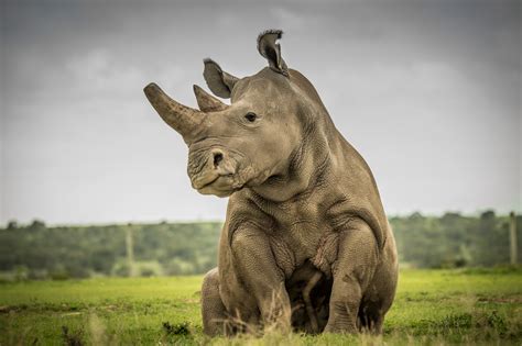 » The Last Northern White Rhino on the Savannah