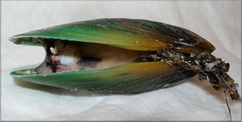 Perna viridis, Green mussel, 翡翠贻贝, Mollusc, 軟體動物, Malaysia animal photo ...