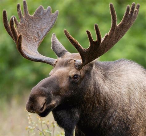 Naturally Shed Moose Antlers | Glad Dogs Nation