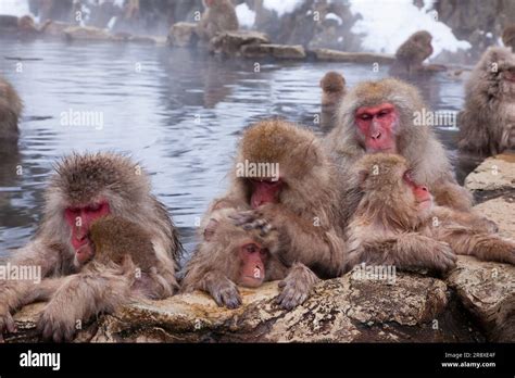 JIgokudani Monkey Park Stock Photo - Alamy