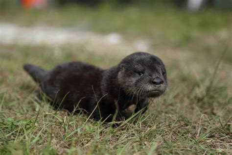 North American River Otter Facts