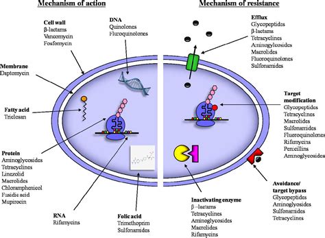 Figure 3.4 from Antibacterial activity and mechanism of action of ...