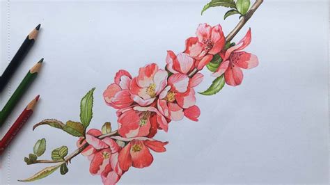 Quince Flowers Drawing in Color Pencils | Flower Drawing | Camlin ...