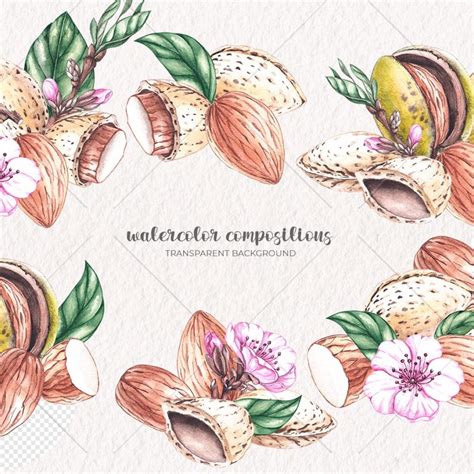 Watercolor Almond Watercolor Clipart PNG – MasterBundles