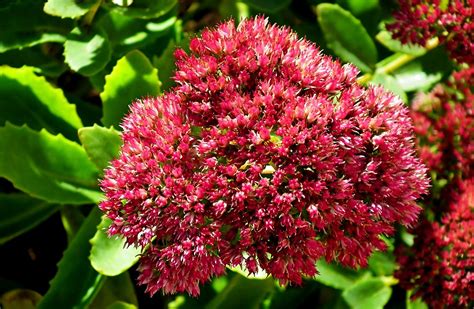 How to Grow: Sedum- grow sedum in the flower garden