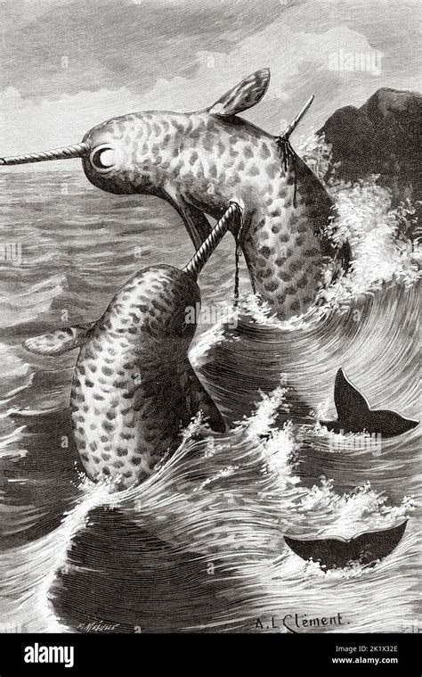 Narwhal fight. Old 19th century engraved illustration from La Nature ...