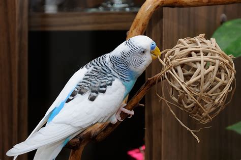 Budgie Toys DIY | Toys for Budgies | Budgies | Guide | Omlet UK