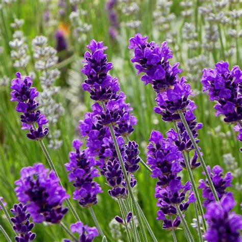 FlowerKisser | Lavender plant, Dried lavender flowers, High country gardens