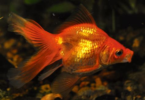 Types of Goldfish for Aquariums and Ponds - A Guide