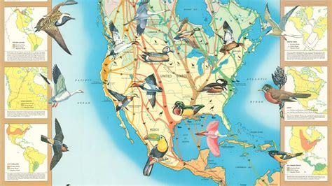 Bird Migration Map of North America | Curtis Wright Maps