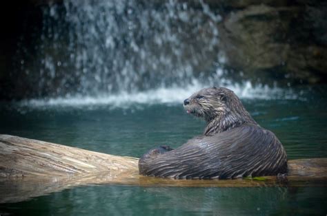 North American River Otter - Riverview Park and Zoo