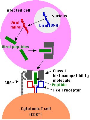 Cytotoxic T Lymphocytes (CTL)